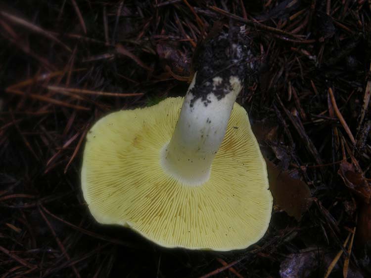 Tricholoma ulvinenii.